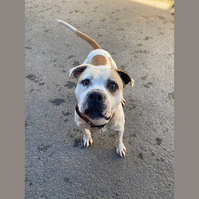 Photo of Buddy