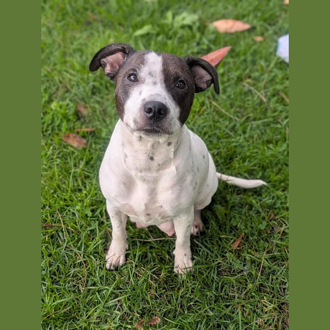 Photo of Gypsy