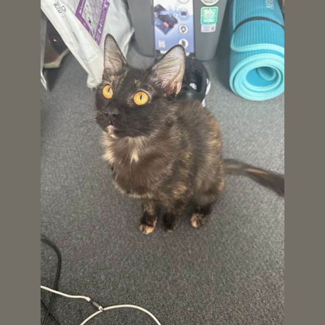 Photo of Brioche