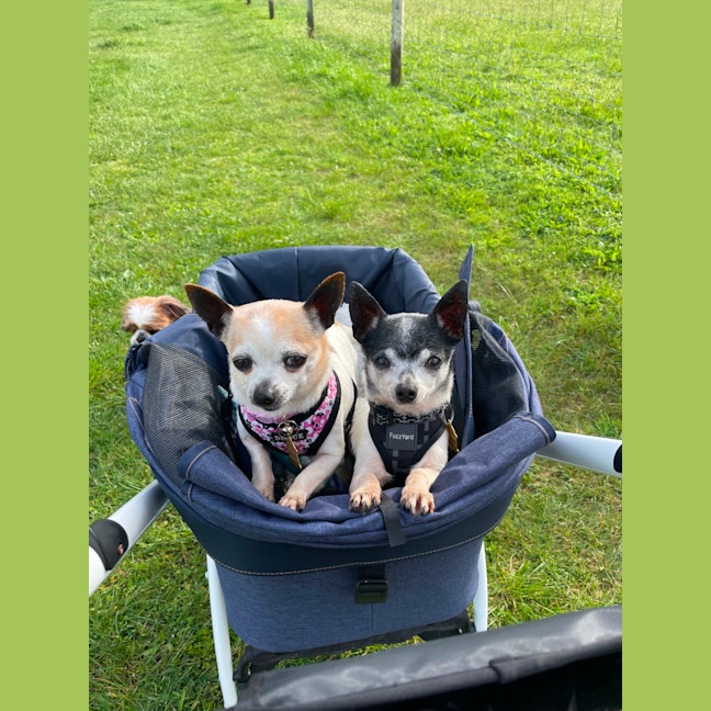 Photo of Chase And Isabella 