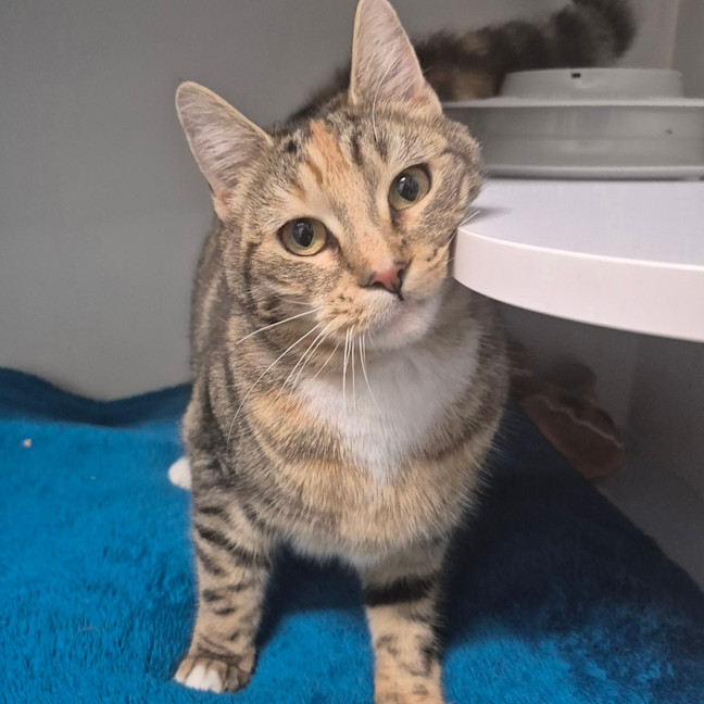 Photo of Tigger