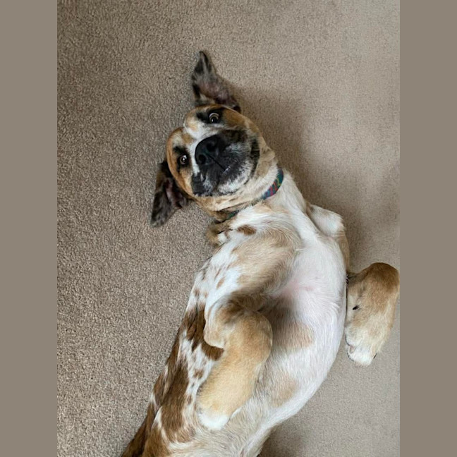 Photo of Pepperoni