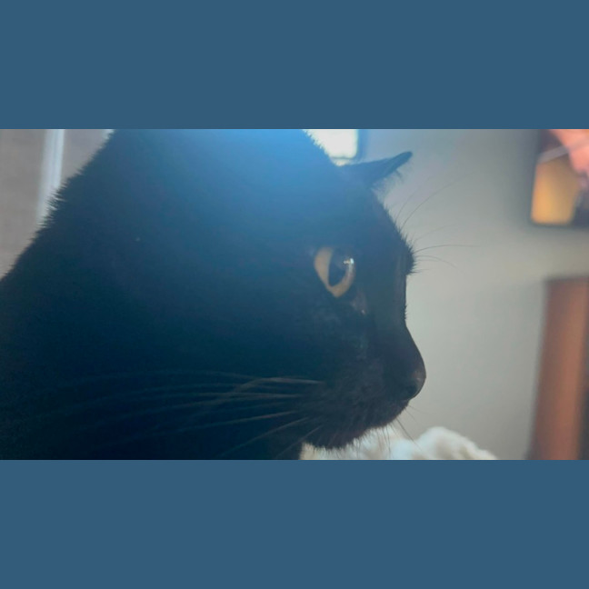 Photo of Bean
