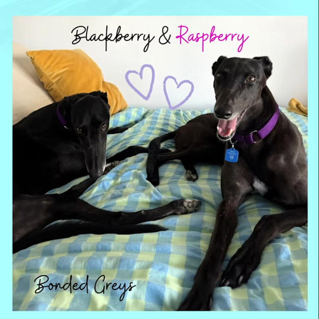 Photo of Blackberry & Raspberry