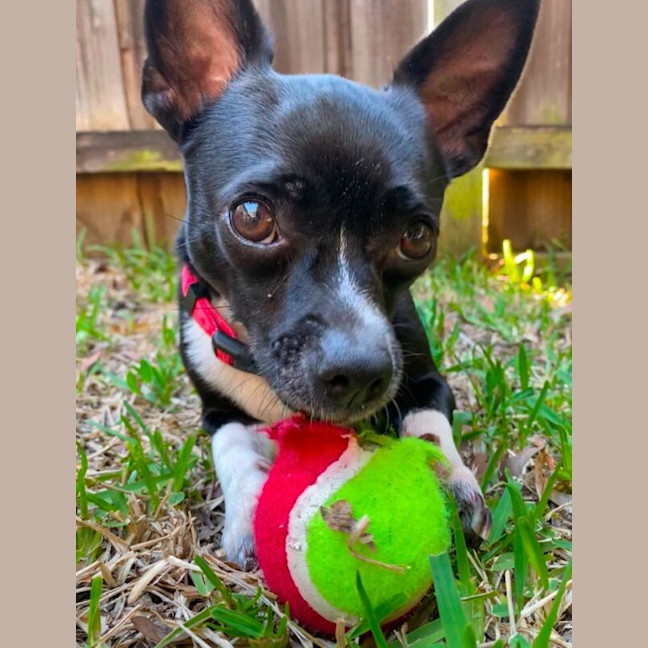 Photo of Lola