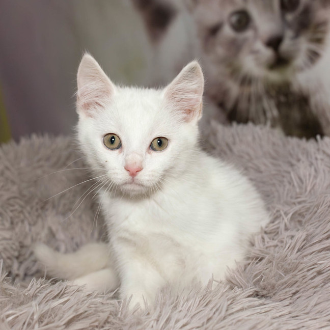 Photo of Jelly Bean