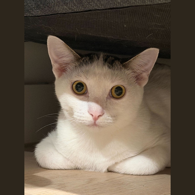 Photo of Agatha