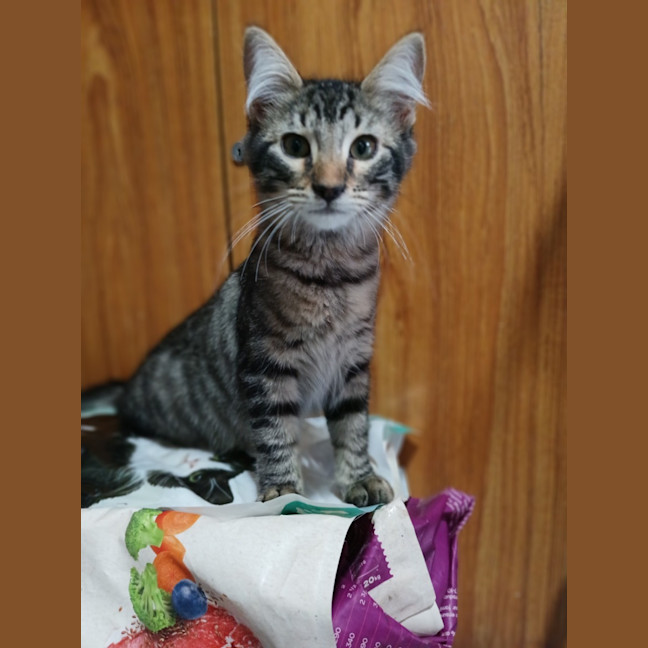 Photo of Heather *9 Lives Project Rescue*
