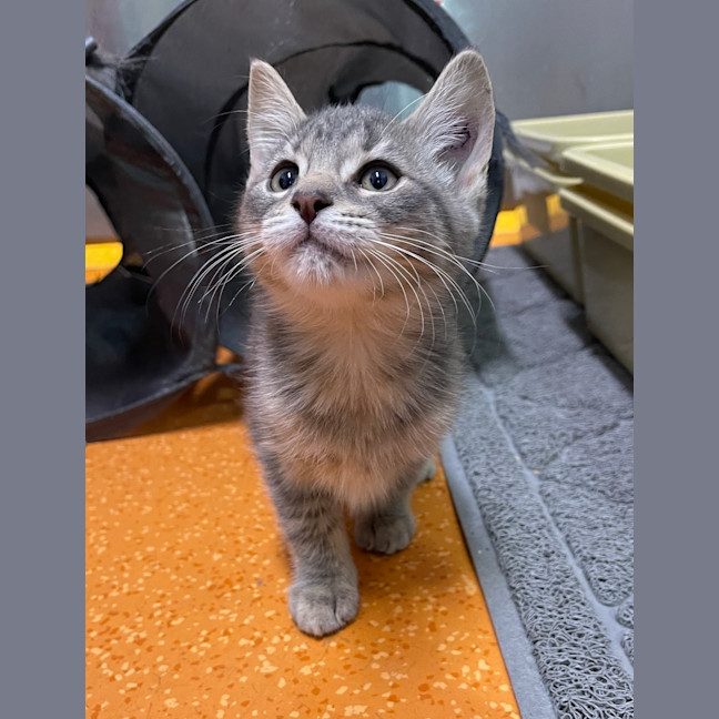 Photo of Zephyr