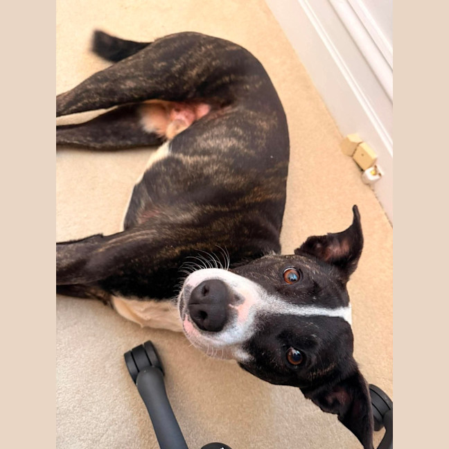 Photo of Comet