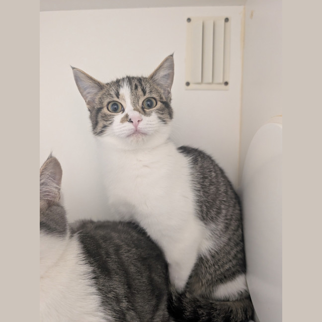 Photo of Blaze 