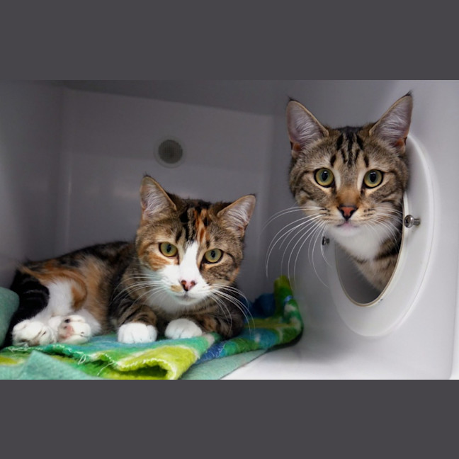 Photo of Maisey Rsuk013714 & Mekou Rsuk013713