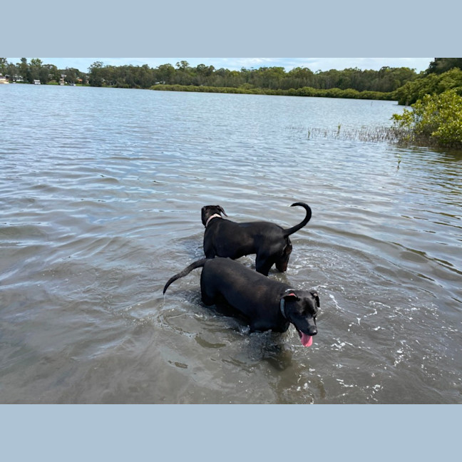 Photo of Peppa   4 Year Old Great Dane X Mastiff