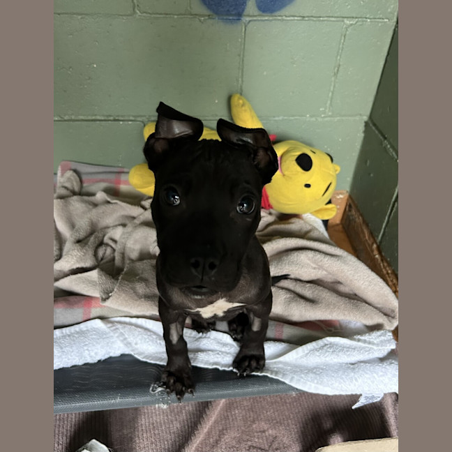 Photo of Lola