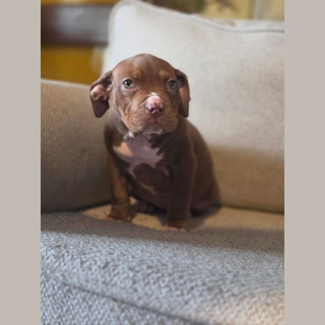 Photo of Coco