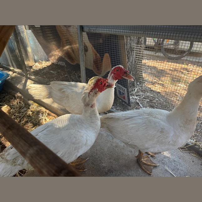 Photo of 3 Muscovy Ducks