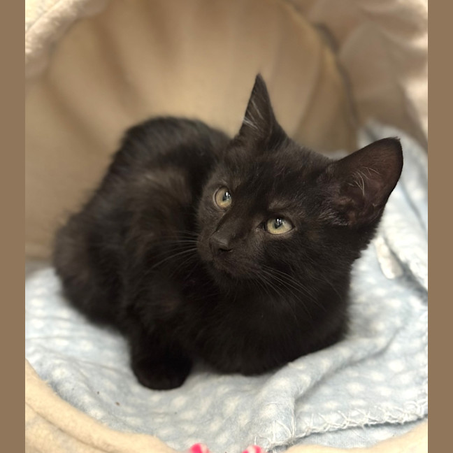 Photo of Raven