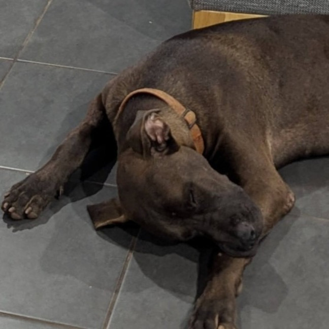 Photo of Albie