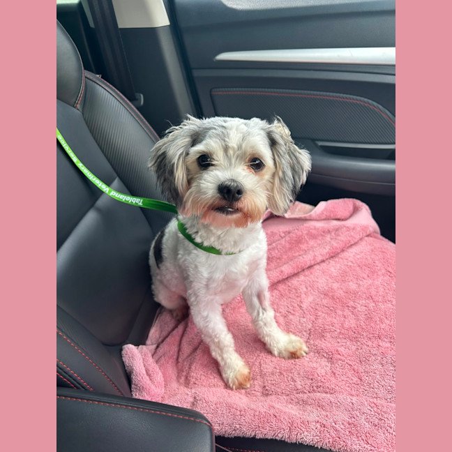 Photo of Gordy/Gordon