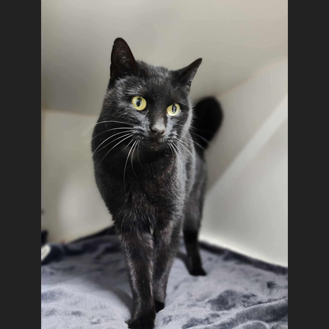 Photo of 🌮 Frankie 6184 🌮