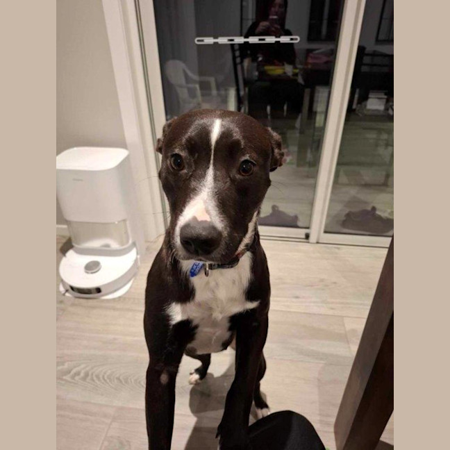 Photo of Jess   6 Month Old Staffy X Border Collie (Trial)