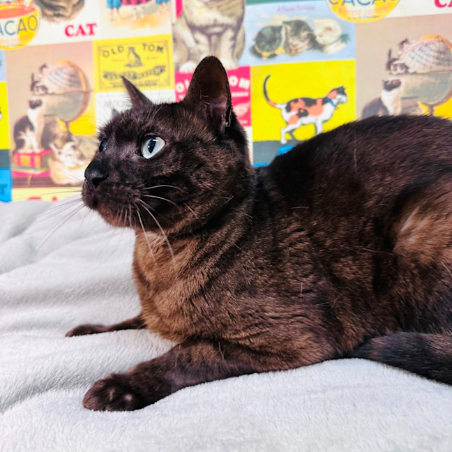 Photo of Lynx   Located In Preston 