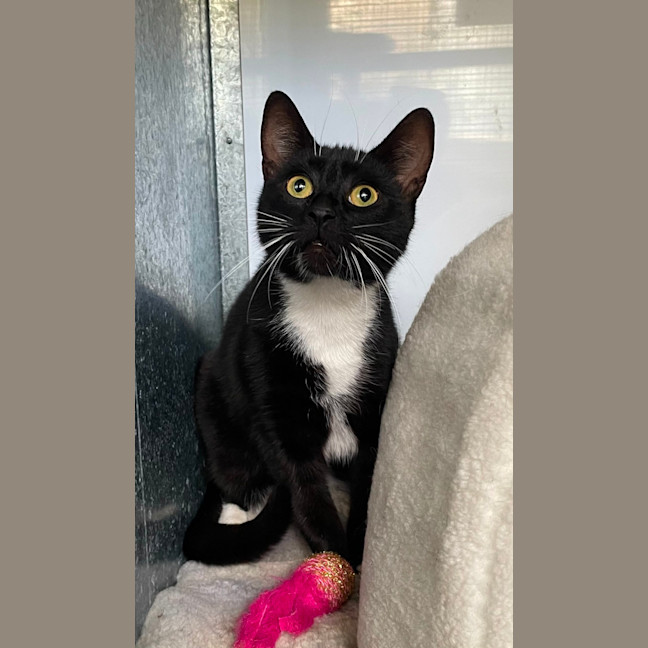 Photo of Shadow