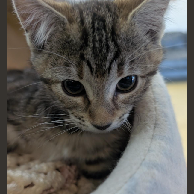 Photo of Ajani   Steadfast