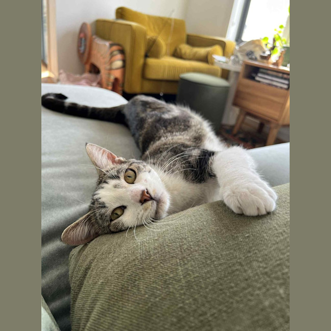 Photo of Fred   In Foster Care In Northcote