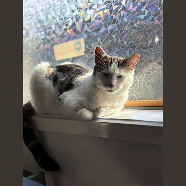 Photo of Tinkerbell 