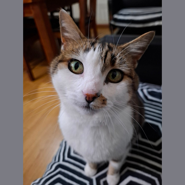 Photo of Little Girl