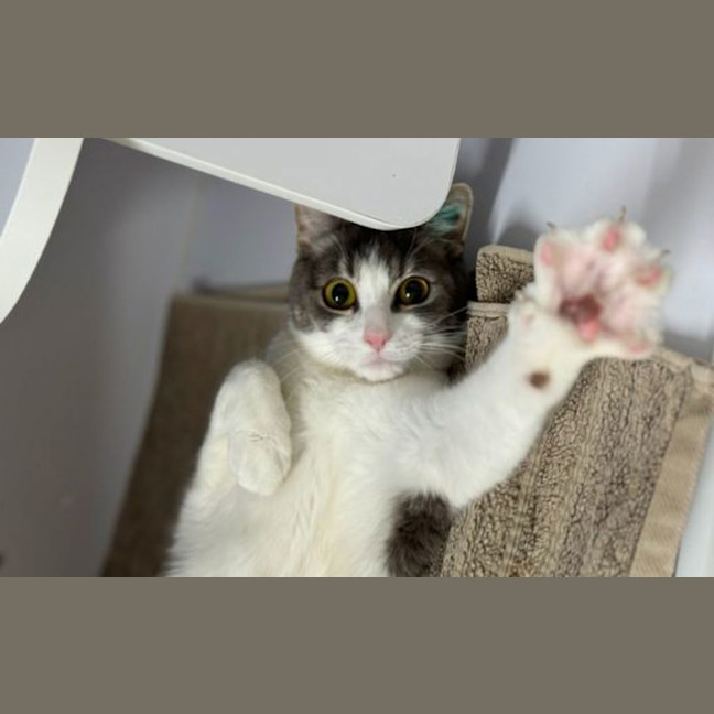 Photo of Penny