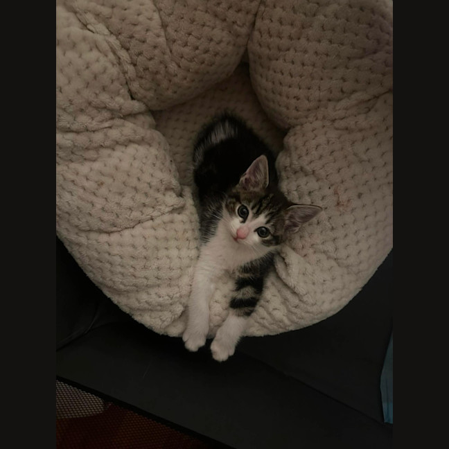 Photo of Lenni   In Foster In Oak Park