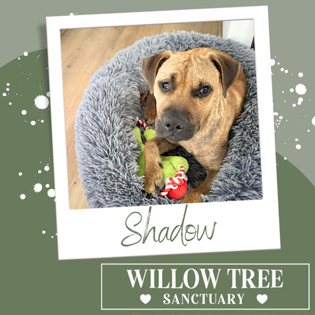 Photo of Shadow