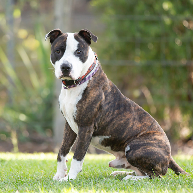 Photo of Yogi