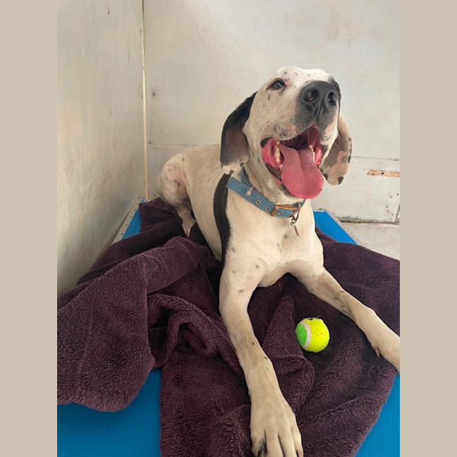 Photo of Banjo