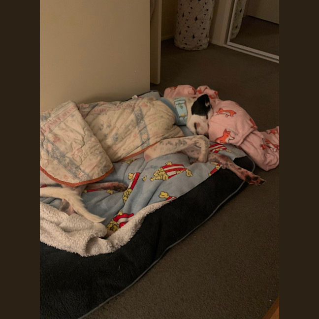 Photo of Patch The Greyhound