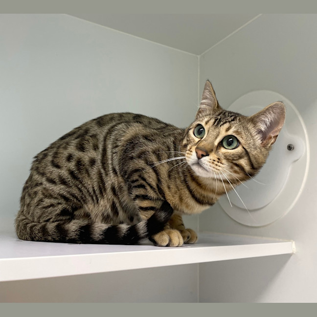 Photo of Larry Lasagna