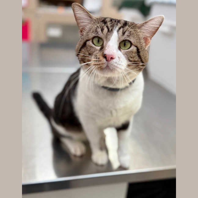 Photo of Whiskey (9028)