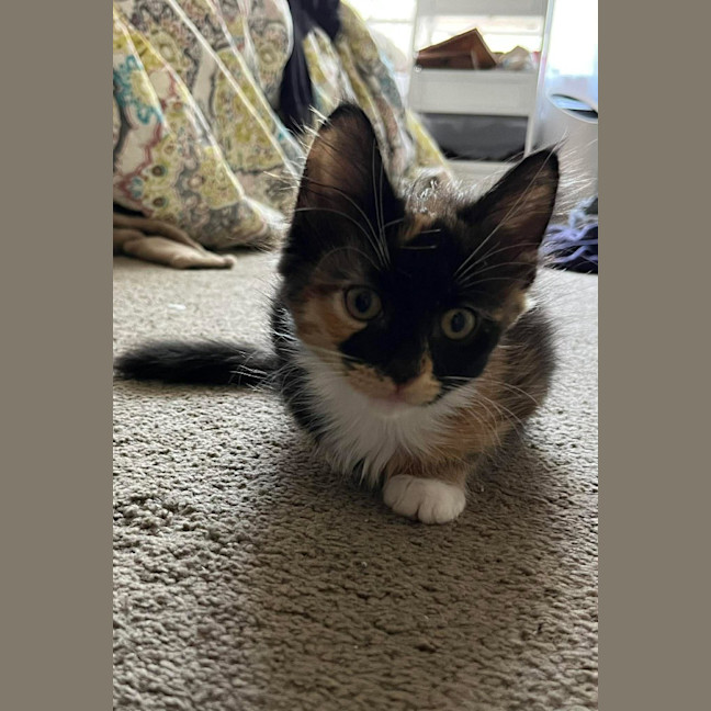 Photo of Ninja