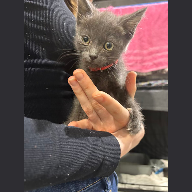 Photo of Astro