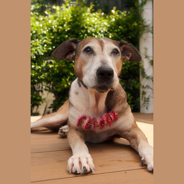 Photo of Missy   6 Year Old Staffy X