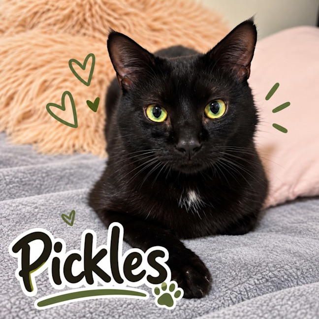 Photo of 🥒 Pickles 🥒