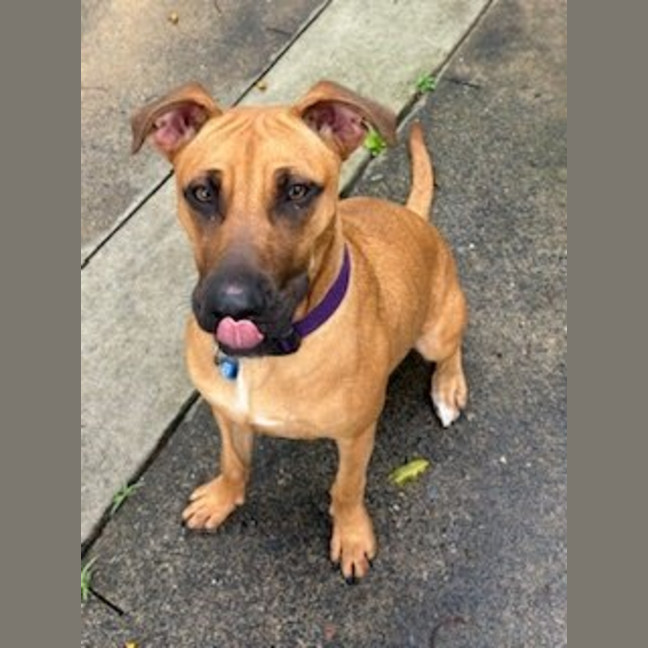 Photo of Scooby