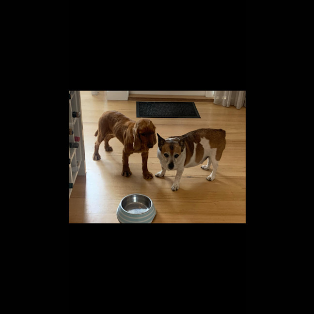 Photo of Phoebe Cocker Spaniel