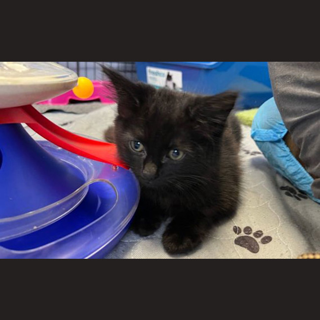 Photo of Clover