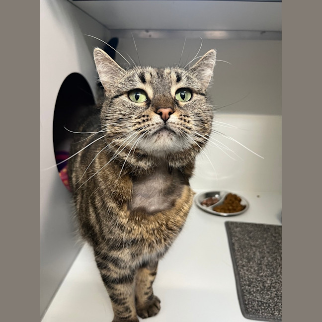 Photo of Sweet Pea