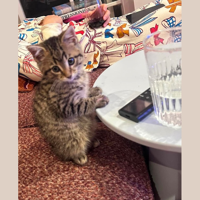 Photo of Crouton