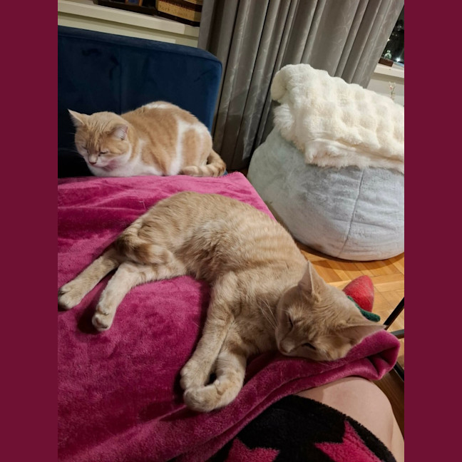 Photo of Chili 🌶️