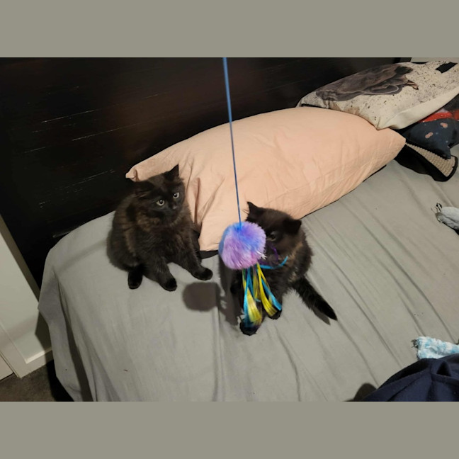 Photo of Darth Meet Me @Petstock Keysborough Store 